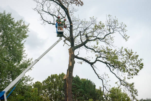 Best Storm Damage Tree Cleanup  in Big Lake, WA